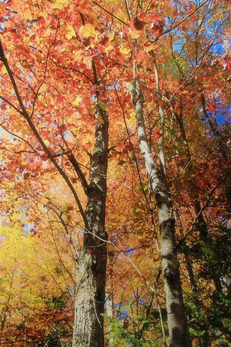 árbol naturaleza bosque rama