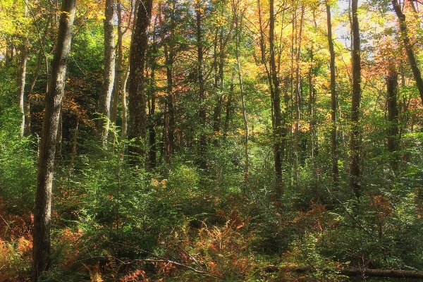 Foto Pohon alam hutan gurun
