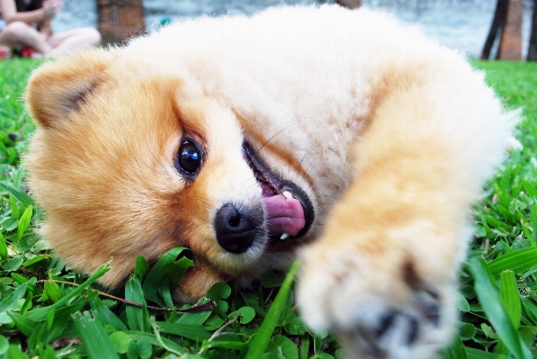 Foto Anak anjing mamalia bertulang belakang
