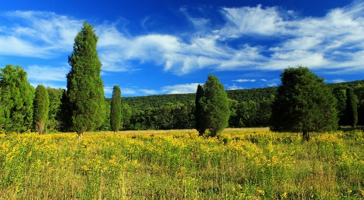 風景 木 自然 森 写真