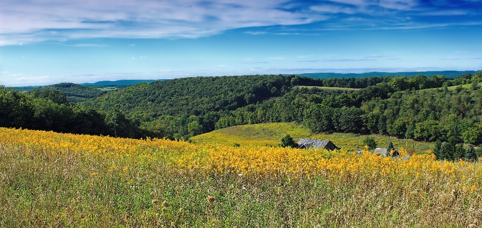 Landschaft baum natur wald