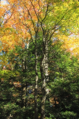 Tree nature forest branch Photo