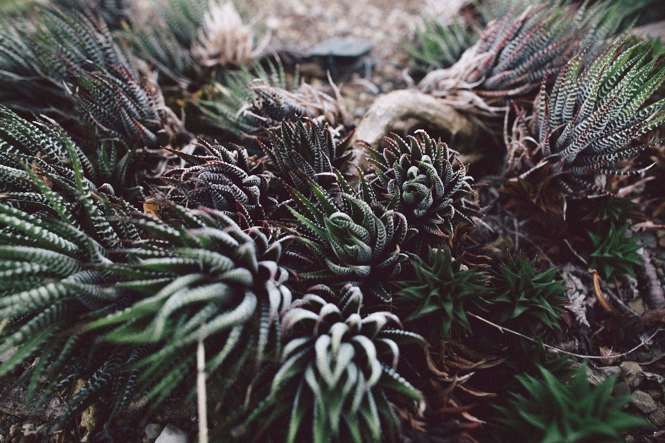 木 自然 森 草