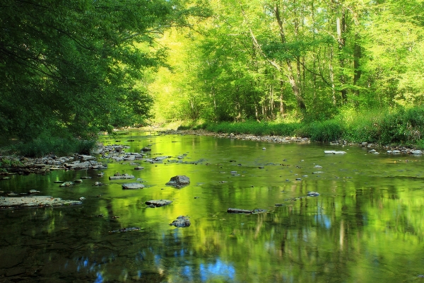 Tree water nature forest Photo