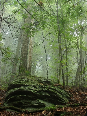 Tree nature forest wilderness Photo