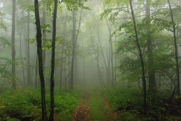 Tree nature forest path Photo