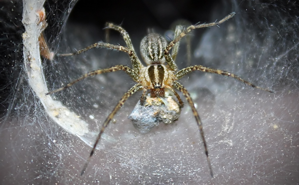 Nature randonnée
 été toile d'araignée
