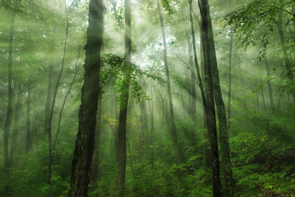 Arbre nature forêt région sauvage
