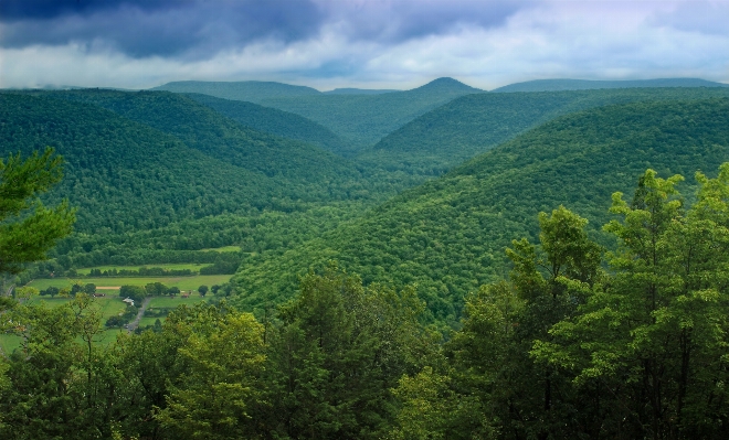 Landscape tree nature forest Photo