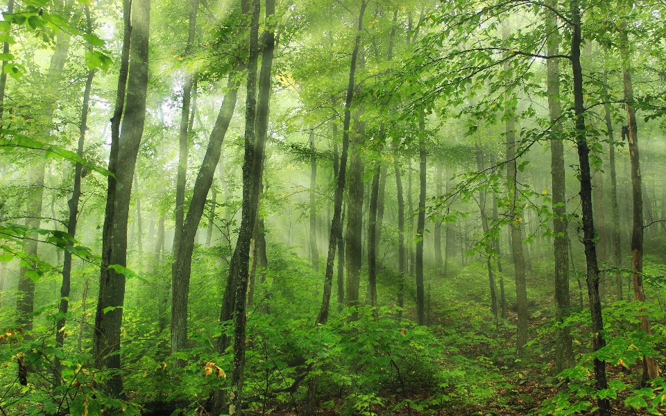 Pohon alam hutan rawa