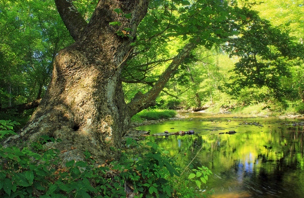 Tree nature forest creek Photo