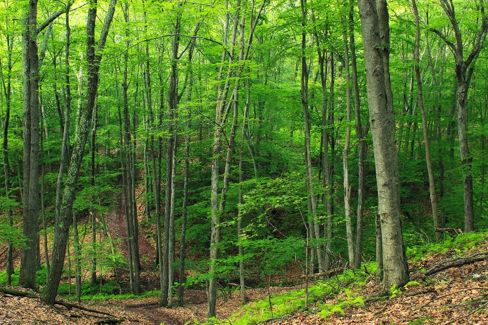 Pohon alam hutan gurun
