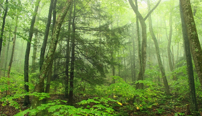 Tree nature forest wilderness Photo