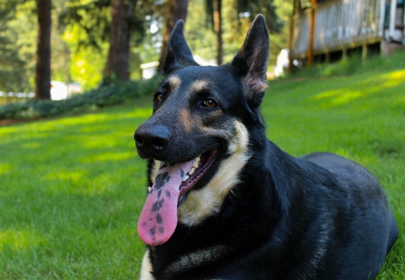 Dog mammal vertebrate breed Photo