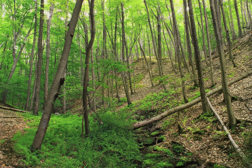 Tree nature forest wilderness