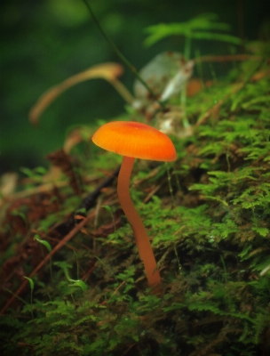 Nature forest hiking leaf Photo