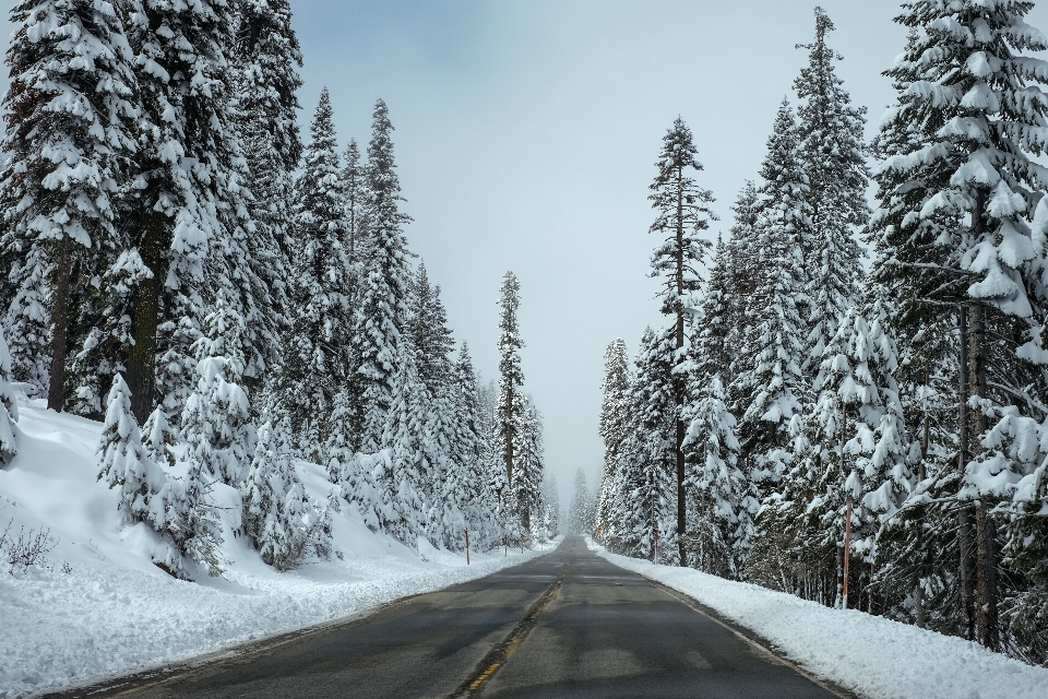 árvore floresta montanha neve