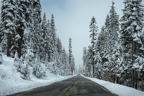 Tree forest mountain snow Photo