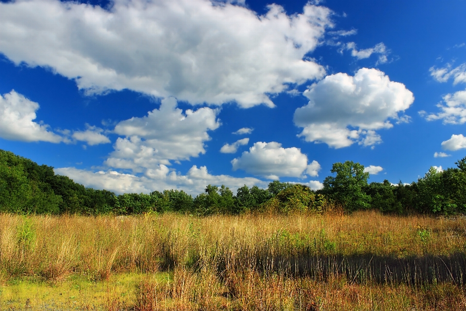 Landscape tree nature grass