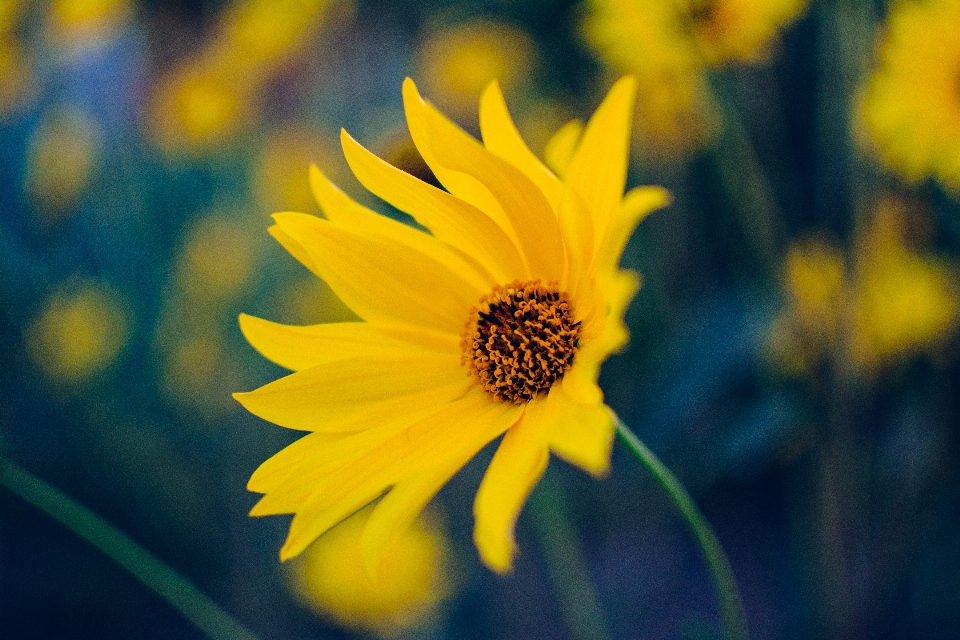 Natura zakład pole fotografia