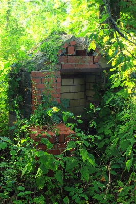 木 自然 森 植物 写真