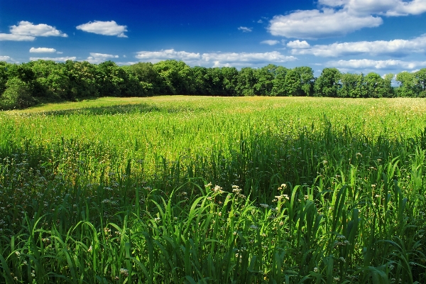 Landscape nature grass marsh Photo