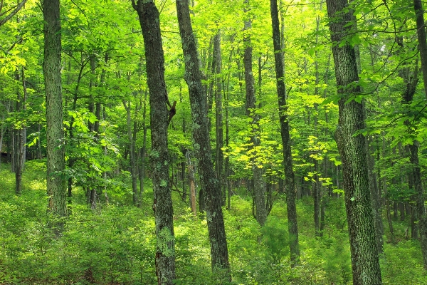 Foto Pohon alam hutan lintas alam
