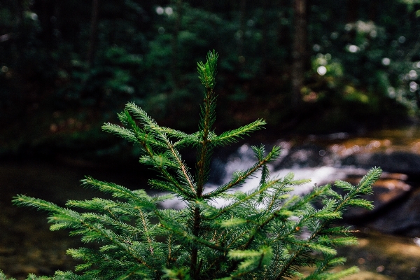 Foto Pohon alam hutan cabang