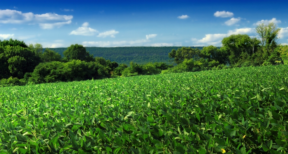 Paysage herbe usine ciel