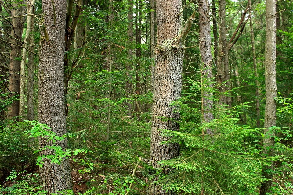 Arbre nature forêt région sauvage
