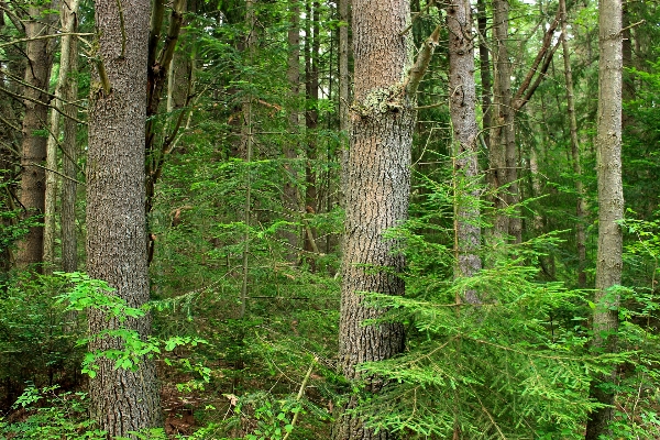 Tree nature forest wilderness Photo