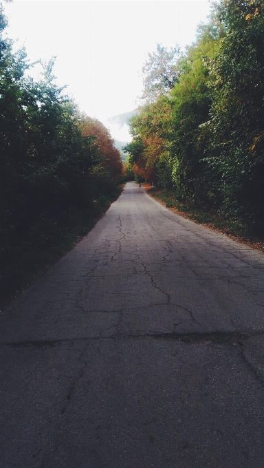 Pohon hutan jalur jalan