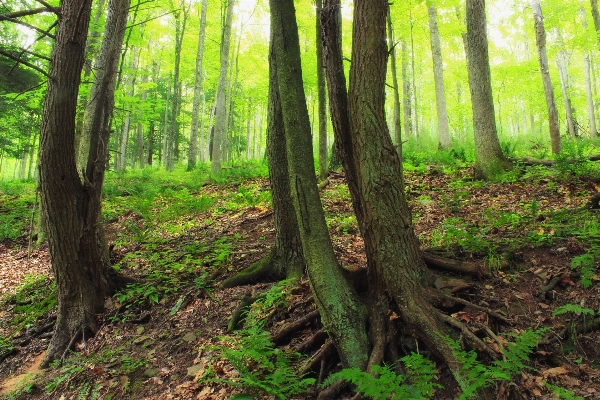 Tree nature forest wilderness Photo