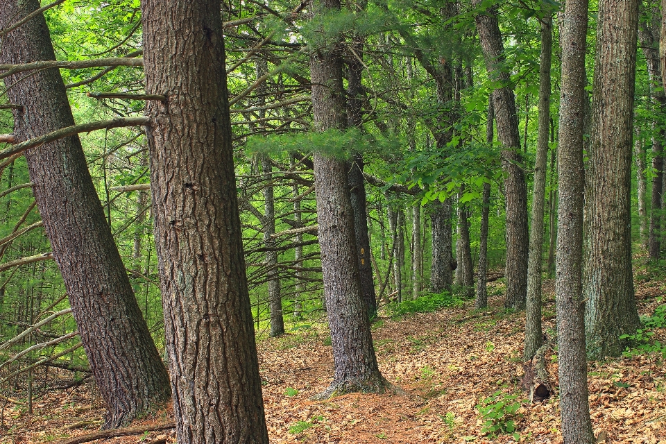 árvore natureza floresta região selvagem
