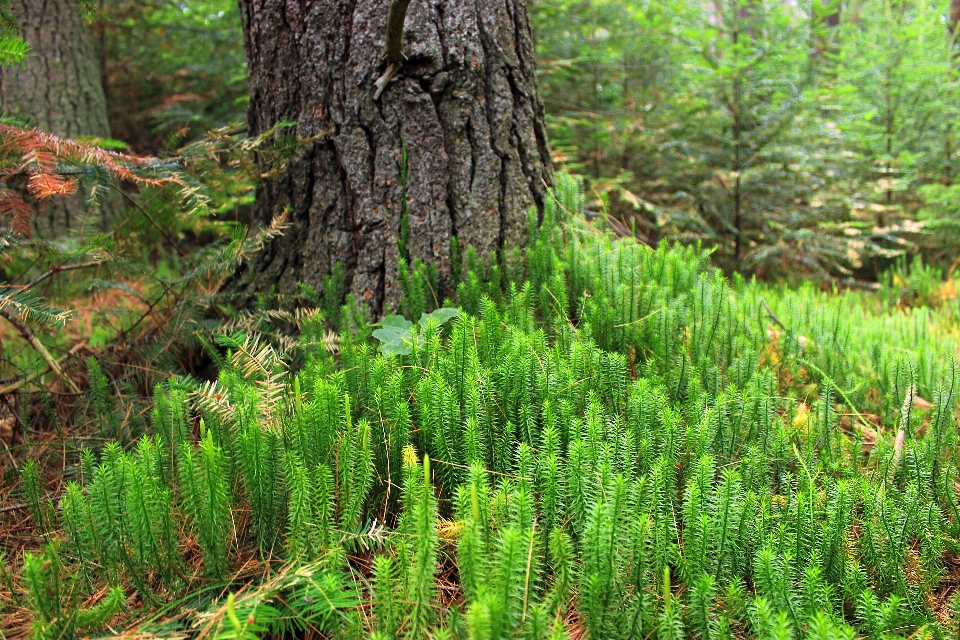 árbol naturaleza bosque planta