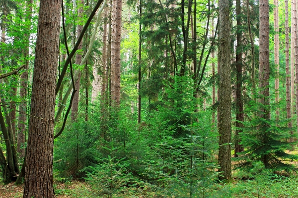 Zdjęcie Drzewo natura las pustynia
