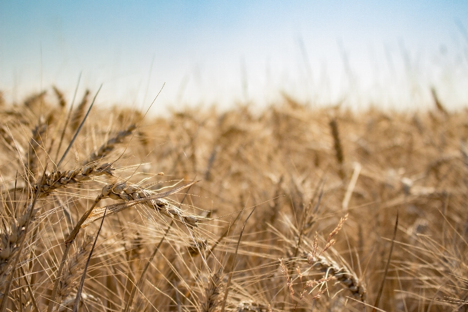 Grass plant field barley