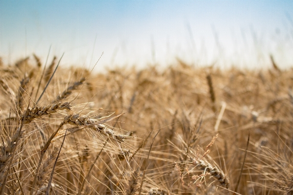 Grass plant field barley Photo