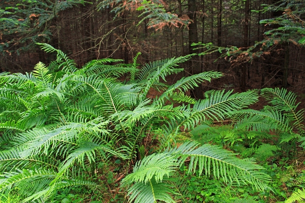 Tree nature forest branch Photo