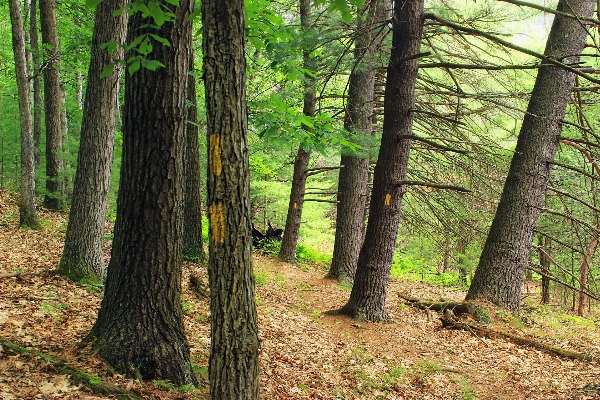 Tree nature forest wilderness Photo