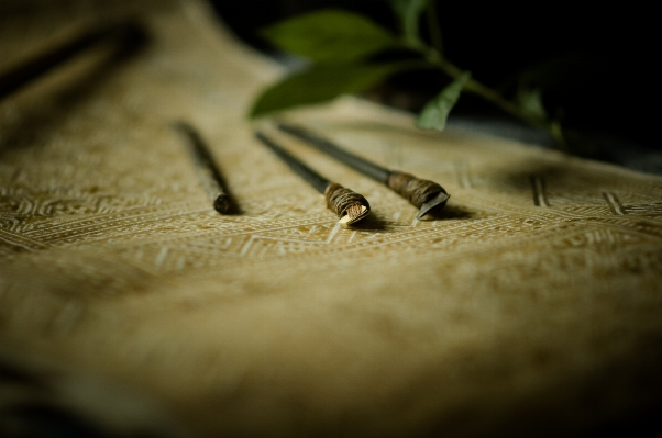 Hand wood photography leaf Photo