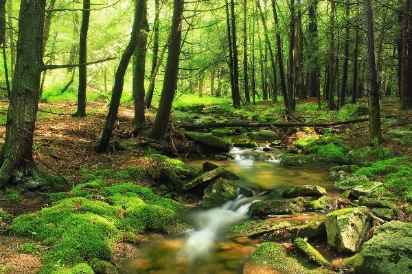 Tree nature forest creek Photo