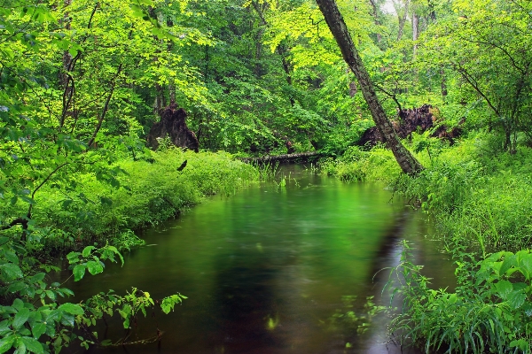 Tree water nature forest Photo