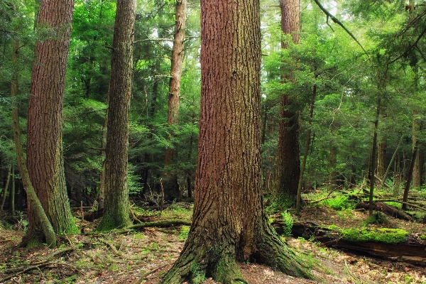 Tree nature forest wilderness Photo