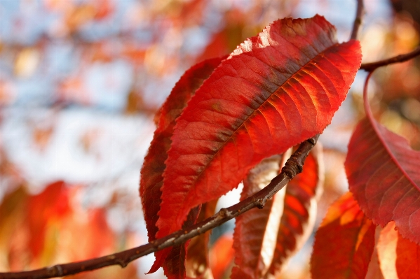 Tree nature branch plant Photo