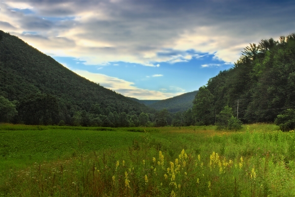 Landscape tree nature forest Photo