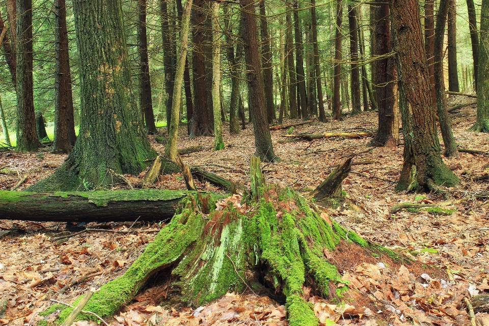 树 自然 森林 荒野