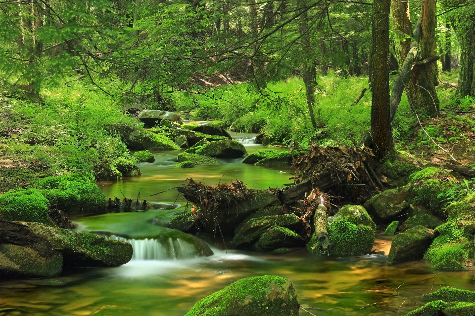 自然 森林 溪 荒野