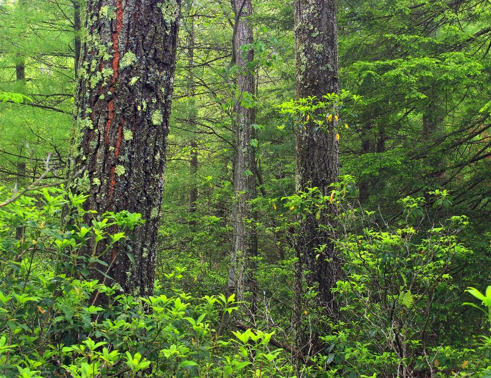 Albero natura foresta selvaggia
