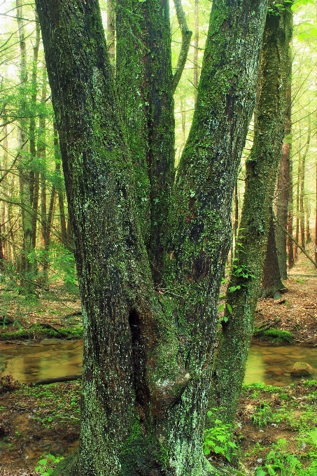 árbol naturaleza bosque arroyo
